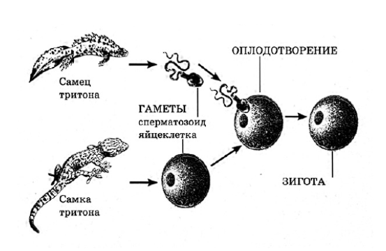 Какое общее свойство живых систем иллюстрирует данное изображение