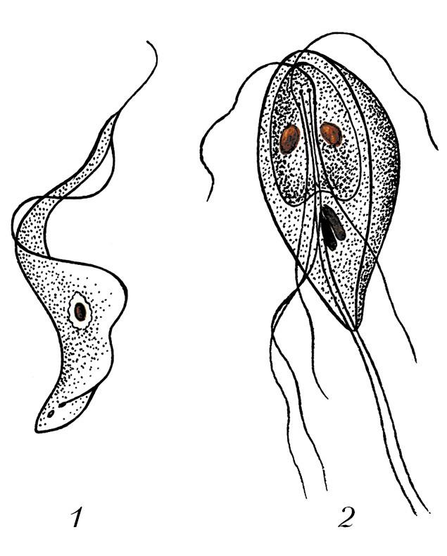 Рассмотрите рисунки 1 2 с изображением паразитических простейших