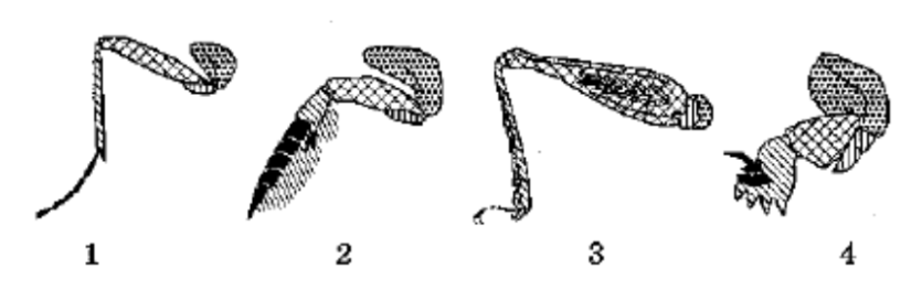 Какими цифрами на рисунке обозначены соответственно прыгательная и копательная конечности насекомых