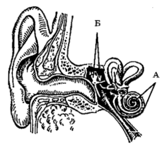Назовите структуры уха человека обозначенные на рисунке буквами а и б какие функции
