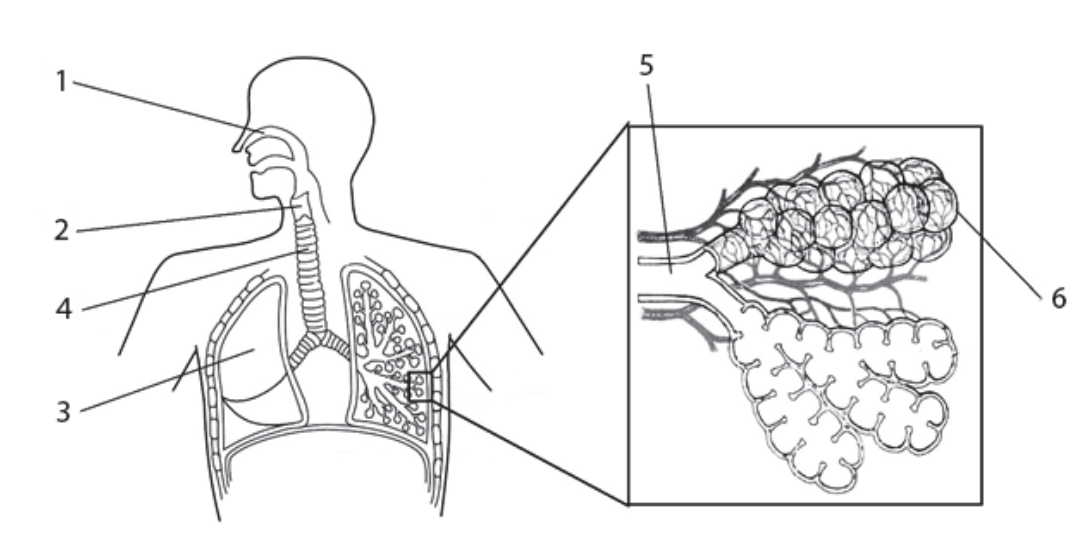 Обозначь органы на рисунке. Какой цифрой на рисунке обозначены альвеолы?.