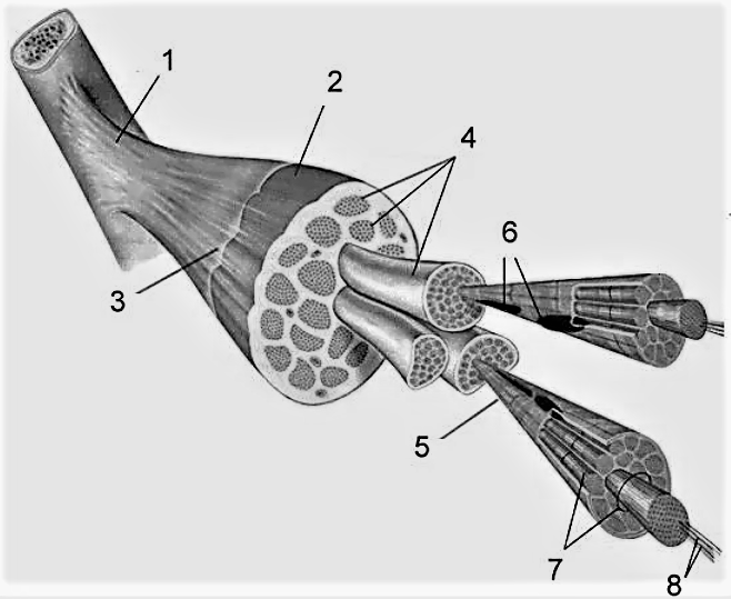 На рисунке изображены пучок мышечных волокон скелетной мышцы