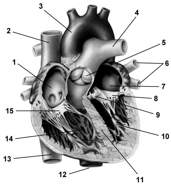 Назовите структуры сердца обозначенные на рисунке цифрами 1 2 объясните
