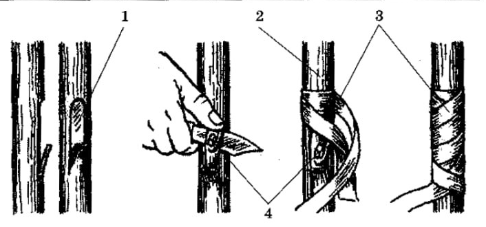 Рисунок прививка растений