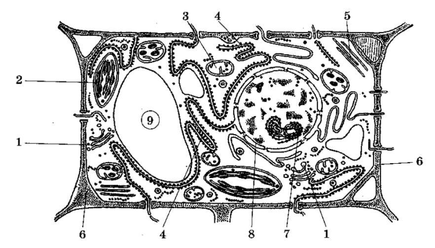 Определи органоид обозначенный на рисунке цифрой. Схема строения растительной клетки. Обобщенная схема строения растительной клетки. Обобщенная схема растительной клетки. Современная обобщенная схема строения растительной клетки.