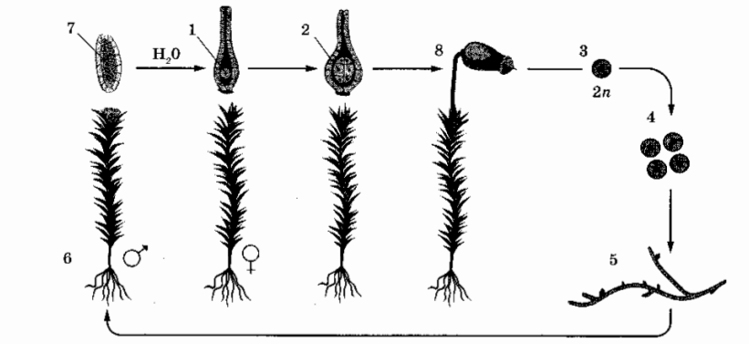 На рисунке изображен жизненный цикл мха определите какой процесс происходит в структуре под номером