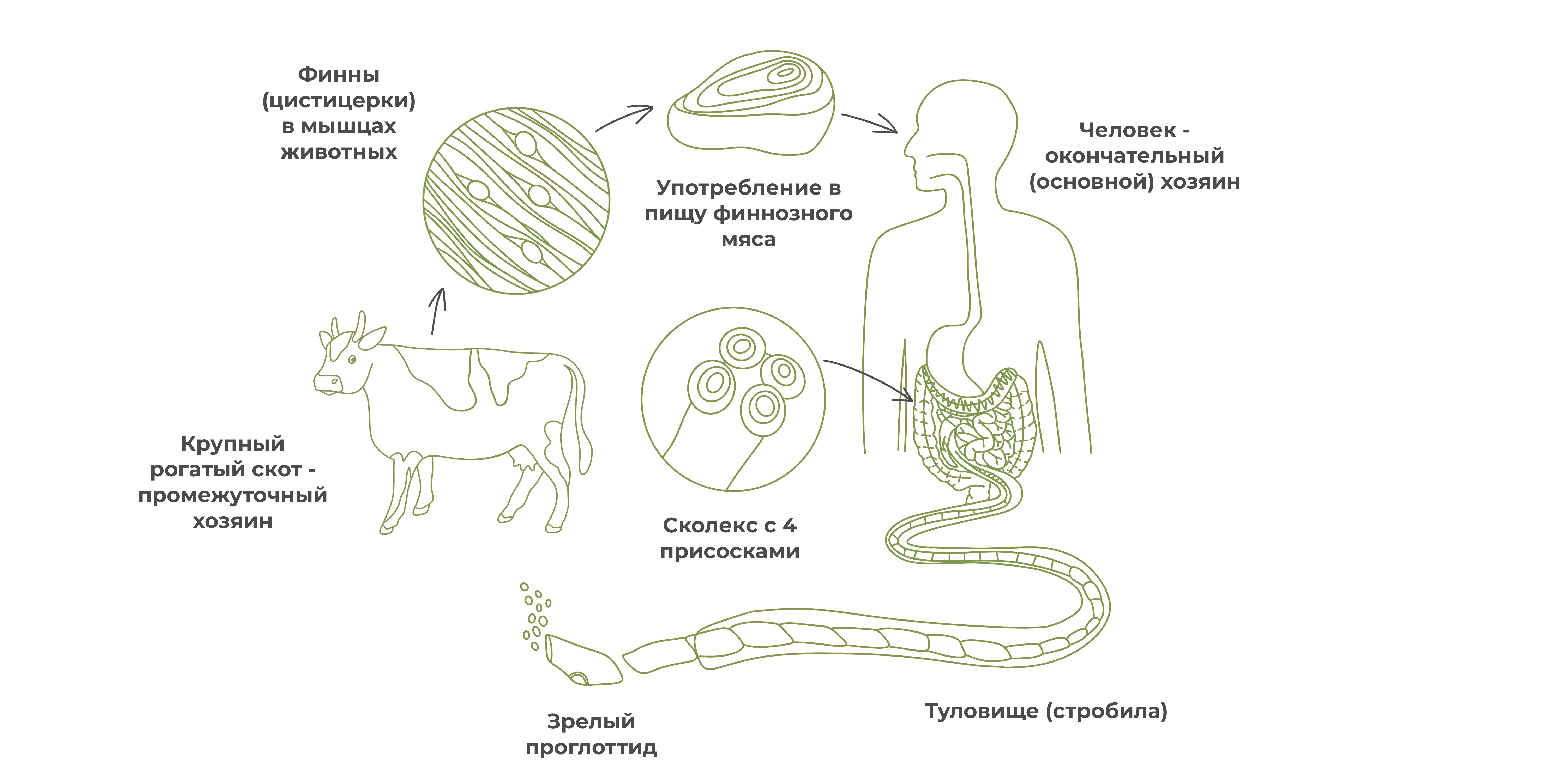 Широкий лентец окончательный хозяин