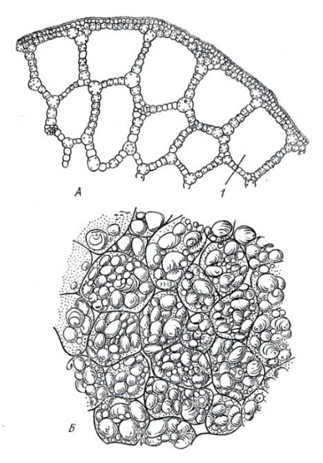 На рисунке А и Б изображены разновидности основной ткани растений.
